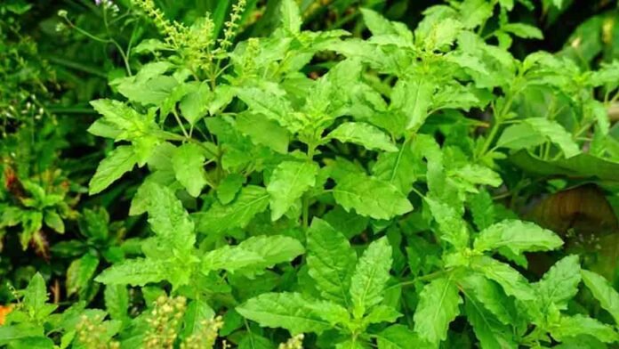 ulsi Kashaya is an Ayurvedic herbal drink that boosts immunity and prevents seasonal infections - Health Tips