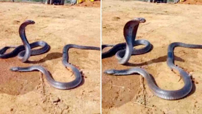 female-snake-mourning-dead-mate-viral-video 0 Heartbreaking viral video of female snake crying beside dead male snake in Madhya Pradesh