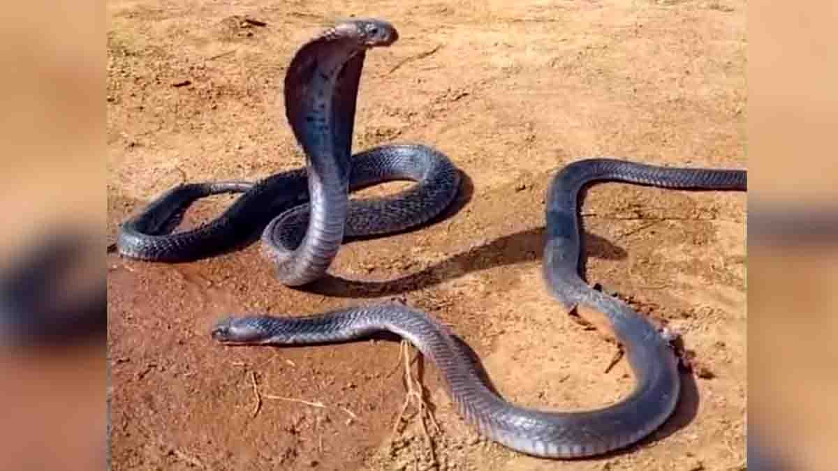 Snake : ಹೃದಯ ವಿದ್ರಾವಕ ದೃಶ್ಯ, ಸಂಗಾತಿಯ ಅಗಲಿಕೆಗೆ ಕಣ್ಣೀರಿಟ್ಟ ಹೆಣ್ಣು ಹಾವು - ವಿಡಿಯೋ ವೈರಲ್ 1 Heartbreaking viral video of female snake crying beside dead male snake in Madhya Pradesh