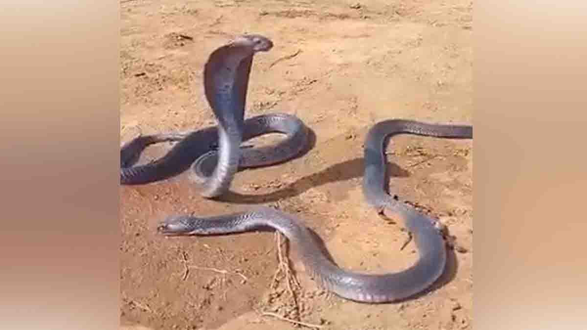 Snake : ಹೃದಯ ವಿದ್ರಾವಕ ದೃಶ್ಯ, ಸಂಗಾತಿಯ ಅಗಲಿಕೆಗೆ ಕಣ್ಣೀರಿಟ್ಟ ಹೆಣ್ಣು ಹಾವು - ವಿಡಿಯೋ ವೈರಲ್ 2 Heartbreaking viral video of female snake crying beside dead male snake in Madhya Pradesh