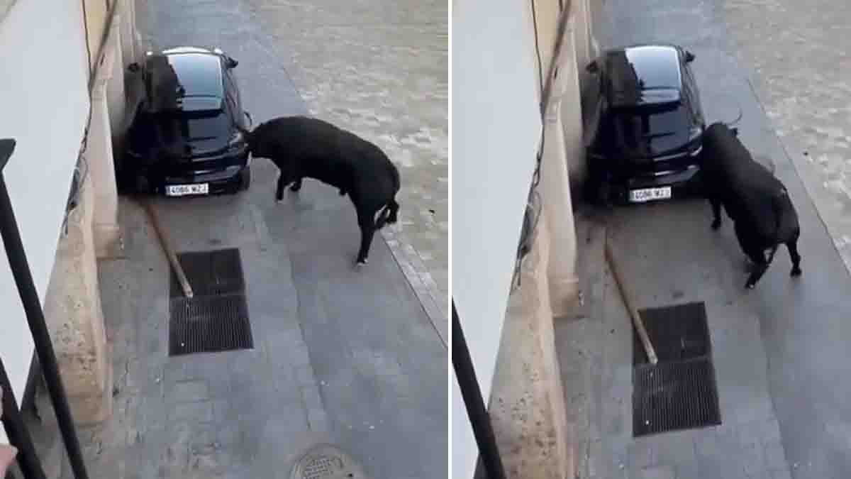 Mexico Viral Video : ಗೂಳಿಯ ಅಬ್ಬರಕ್ಕೆ ನಡುಗಿದ ಕಾರು: ವೈರಲ್ ಆದ ವಿಡಿಯೋ, ಬಾಹುಬಲಿ ಗೂಳಿ ಎಂದ ನೆಟ್ಟಿಗರು..! 1 Angry bull smashing a parked car with its horns in Guadalajara Mexico viral video