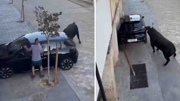 Angry bull smashing a parked car with its horns in Guadalajara Mexico viral video