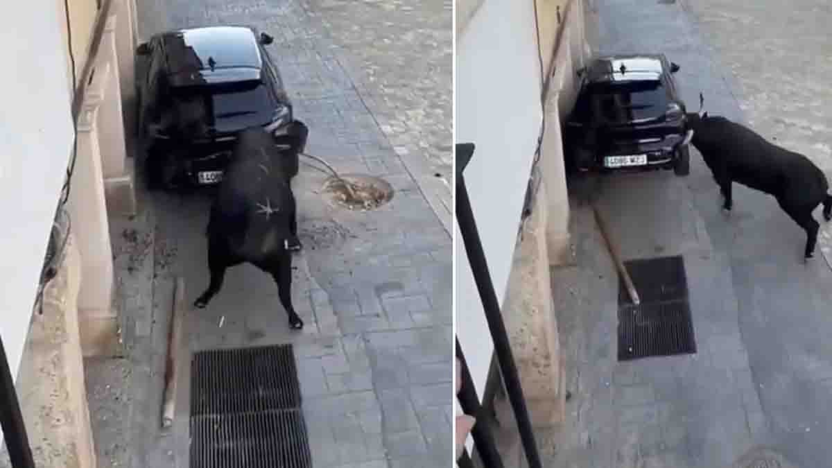 Mexico Viral Video : ಗೂಳಿಯ ಅಬ್ಬರಕ್ಕೆ ನಡುಗಿದ ಕಾರು: ವೈರಲ್ ಆದ ವಿಡಿಯೋ, ಬಾಹುಬಲಿ ಗೂಳಿ ಎಂದ ನೆಟ್ಟಿಗರು..! 2 Angry bull smashing a parked car with its horns in Guadalajara Mexico viral video