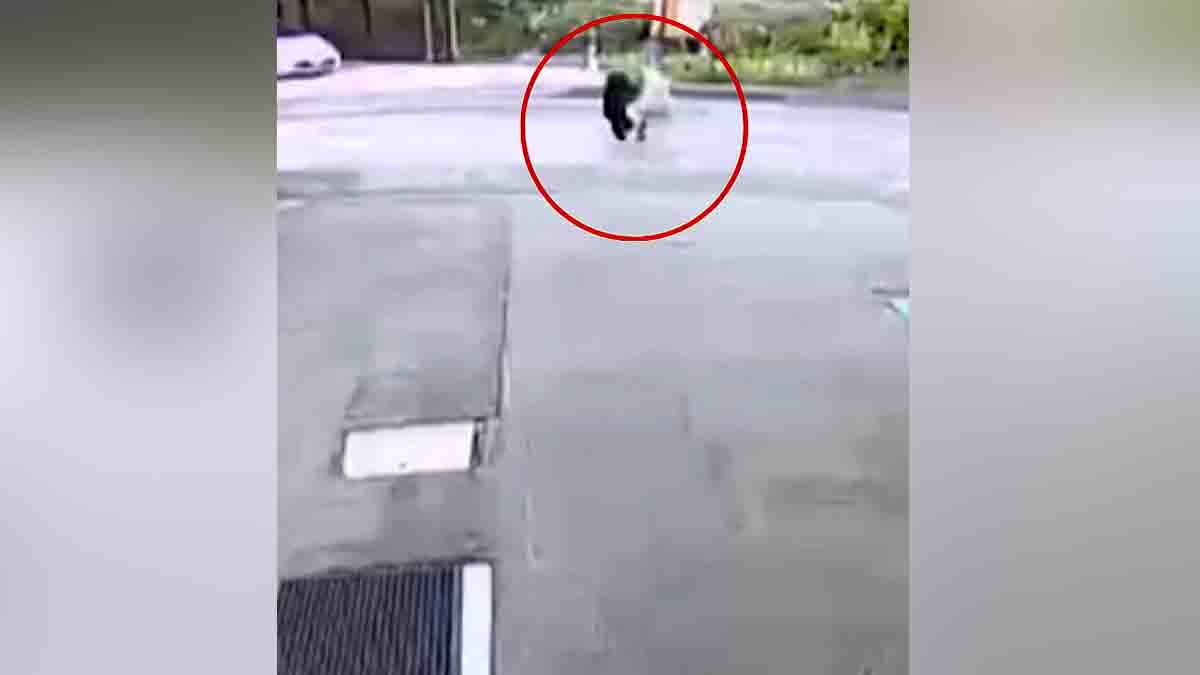 Video : 82ರ ವೃದ್ಧೆಯ ಮೇಲೆ ಕರಡಿ ದಾಳಿ: ಜಪಾನ್ನಲ್ಲಿ ನಡೆದ ಘಟನೆ, ವೈರಲ್ ಆದ ವಿಡಿಯೋ…! 1 82-Year-Old Woman Attacked by Bear in Daisen Japan – Viral Video