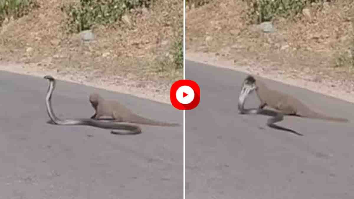 Viral Video : ರಾಜಸ್ಥಾನದ ರಸ್ತೆಯಲ್ಲಿ ಹಾವು-ಮುಂಗುಸಿಯ ಭೀಕರ ಫೈಟ್! ಬದ್ಧ ವೈರಿಗಳ ಕಾದಾಟದ ವಿಡಿಯೋ ವೈರಲ್…! 1 A cobra and a mongoose engage in a fierce battle on a Rajasthan road, stunning onlookers as the viral video spreads across social media.