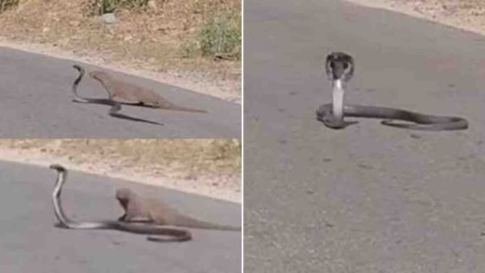Cobra vs Mongoose Fight on Rajasthan Road Goes Viral 1 A cobra and a mongoose engage in a fierce battle on a Rajasthan road, stunning onlookers as the viral video spreads across social media.