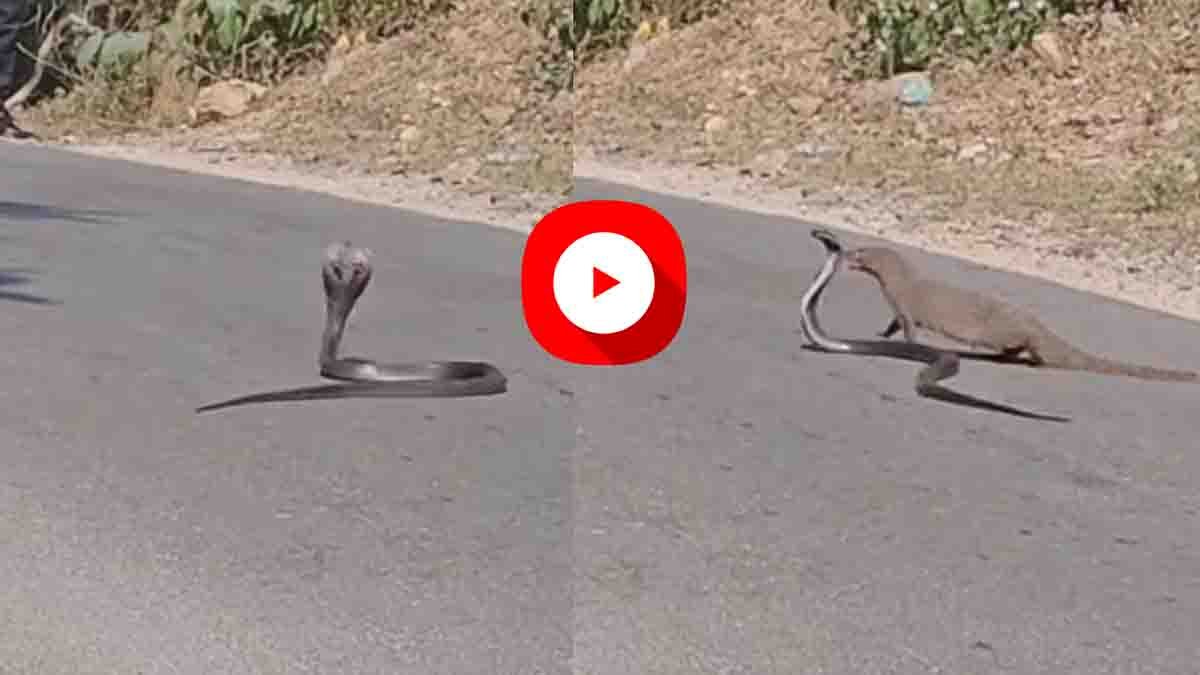 Viral Video : ರಾಜಸ್ಥಾನದ ರಸ್ತೆಯಲ್ಲಿ ಹಾವು-ಮುಂಗುಸಿಯ ಭೀಕರ ಫೈಟ್! ಬದ್ಧ ವೈರಿಗಳ ಕಾದಾಟದ ವಿಡಿಯೋ ವೈರಲ್…! 2 A cobra and a mongoose engage in a fierce battle on a Rajasthan road, stunning onlookers as the viral video spreads across social media.