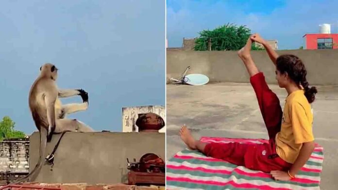Funny Monkey Doing Yoga with Girl 0 Funny Monkey Doing Yoga with Girl – Viral Video on Social Media