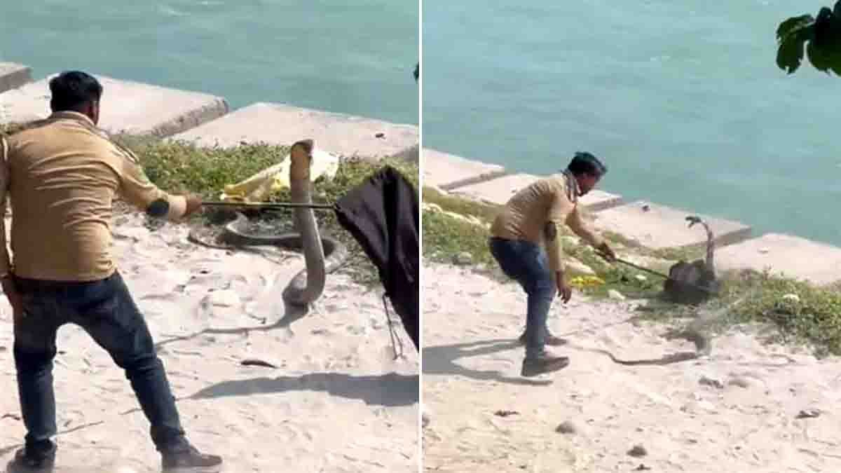 King Cobra : ಕಿಂಗ್ ಕೋಬ್ರಾ ತಿರುಗಿಬಿದ್ರೆ ಹೇಗಿರುತ್ತೆ ಗೊತ್ತಾ? ವಿಡಿಯೋ ನೋಡಿದ್ರೆ ಶಾಕ್ ಆಗ್ತೀರಾ..! 1 Forest officials in Haridwar rescue a 13-foot King Cobra after a tense hour-long operation near the Ganga riverbank