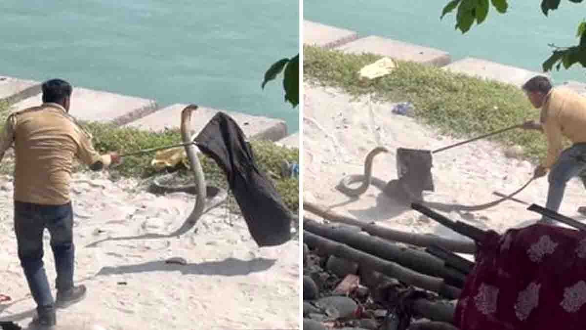 King Cobra : ಕಿಂಗ್ ಕೋಬ್ರಾ ತಿರುಗಿಬಿದ್ರೆ ಹೇಗಿರುತ್ತೆ ಗೊತ್ತಾ? ವಿಡಿಯೋ ನೋಡಿದ್ರೆ ಶಾಕ್ ಆಗ್ತೀರಾ..! 2 Forest officials in Haridwar rescue a 13-foot King Cobra after a tense hour-long operation near the Ganga riverbank