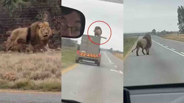 Lion jumping off moving truck in South Africa viral video 0 Lion Jumps Off Moving Truck in South Africa | Viral Video Sparks Wildlife Safety Concerns