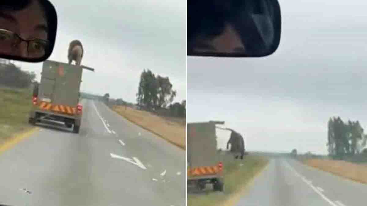 Viral : ಸಿನಿಮೀಯ ಶೈಲಿಯಲ್ಲಿ ಟ್ರಕ್ ಹಾರಿ ಪರಾರಿಯಾದ ಸಿಂಹ! ವೈರಲ್ ವಿಡಿಯೋ ನೋಡಿ…! 1 Lion Jumps Off Moving Truck in South Africa | Viral Video Sparks Wildlife Safety Concerns