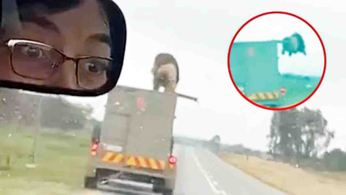 Viral : ಸಿನಿಮೀಯ ಶೈಲಿಯಲ್ಲಿ ಟ್ರಕ್ ಹಾರಿ ಪರಾರಿಯಾದ ಸಿಂಹ! ವೈರಲ್ ವಿಡಿಯೋ ನೋಡಿ…! 2 Lion Jumps Off Moving Truck in South Africa | Viral Video Sparks Wildlife Safety Concerns