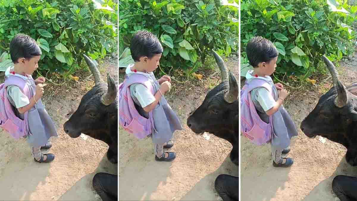 Video : ಶಾಲಾ ಹೋಗುವ ಮುನ್ನ ಗೋಮಾತೆಯ ಪಾದ ಸ್ಪರ್ಶ ಮಾಡಿದ ಪುಟ್ಟ ಕಂದಮ್ಮ! ಹೃದಯ ಕಲಕಿದ 'ವೈರಲ್' ವಿಡಿಯೋ! 1 A schoolgirl lovingly touches a cow’s feet to seek blessings before leaving for school — a touching reminder of Indian tradition and innocence - Video