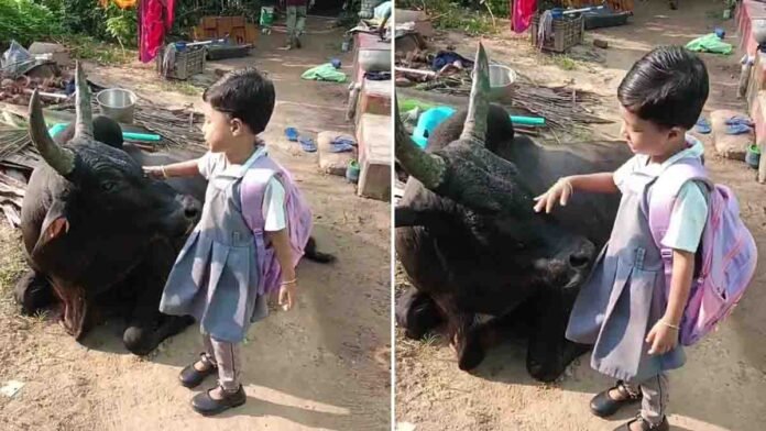 Little Girl Touches Cow Feet Before School A schoolgirl lovingly touches a cow’s feet to seek blessings before leaving for school — a touching reminder of Indian tradition and innocence - Video
