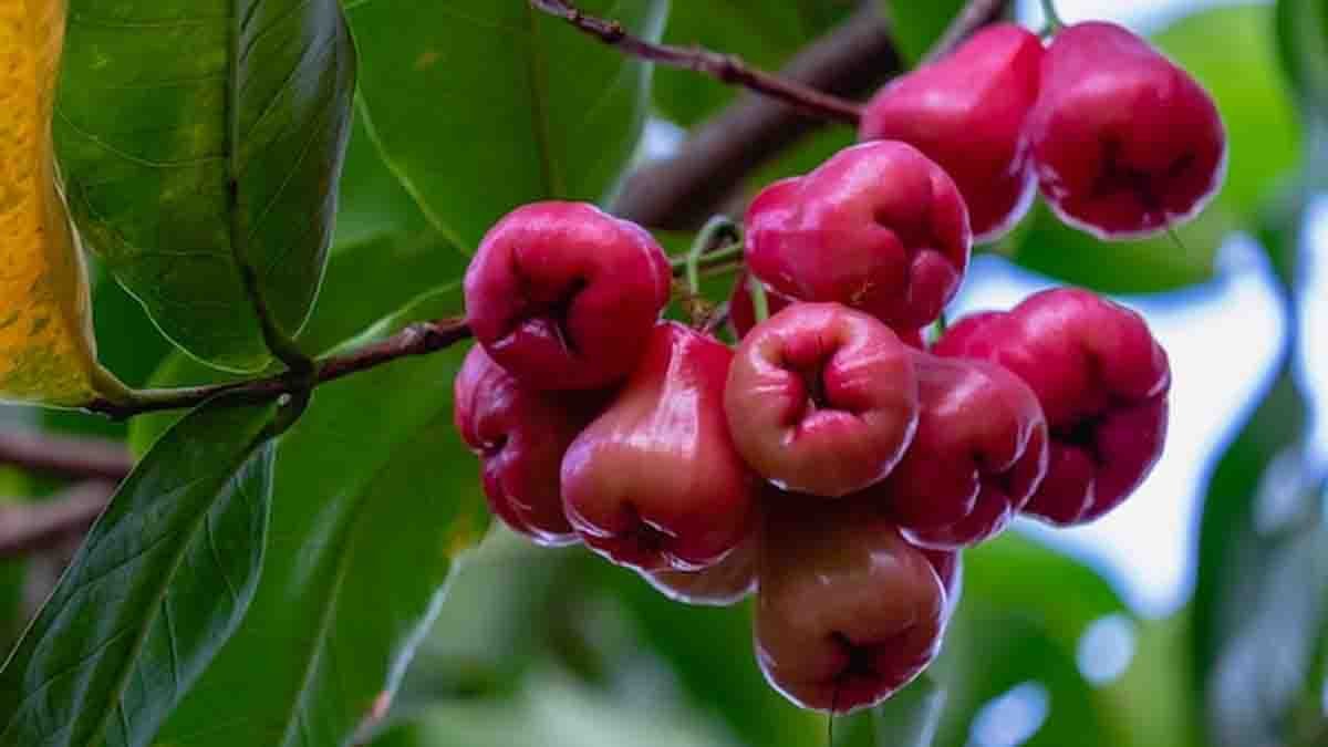 Rose Apple : ಹೃದಯ ಮತ್ತು ಸಕ್ಕರೆ ಕಾಯಿಲೆಗೆ ಮದ್ದು 'ರೋಸ್ ಆಪಲ್': ತಜ್ಞರು ಹೇಳುವ 7 ಆರೋಗ್ಯ ರಹಸ್ಯಗಳು! 1 Rose Apple (Water Apple) – Natural Remedy for Heart Health & Diabetes
