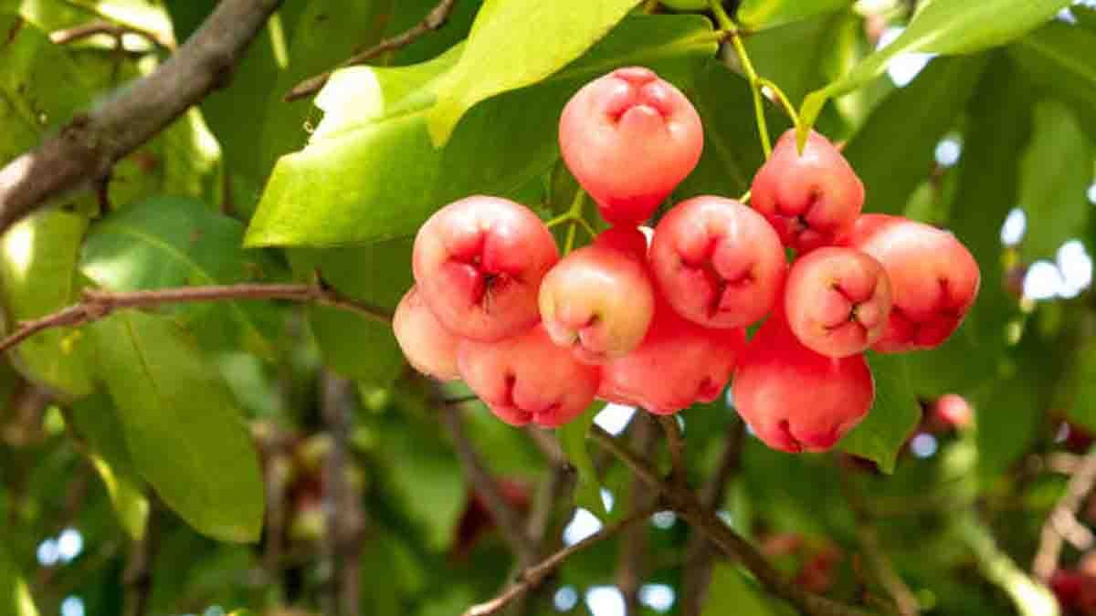 Rose Apple : ಹೃದಯ ಮತ್ತು ಸಕ್ಕರೆ ಕಾಯಿಲೆಗೆ ಮದ್ದು 'ರೋಸ್ ಆಪಲ್': ತಜ್ಞರು ಹೇಳುವ 7 ಆರೋಗ್ಯ ರಹಸ್ಯಗಳು! 2 Rose Apple (Water Apple) – Natural Remedy for Heart Health & Diabetes