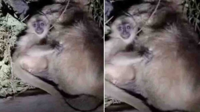 Baby monkey clinging to its dead mother after road accident in Raipur, emotional wildlife moment - Viral Video