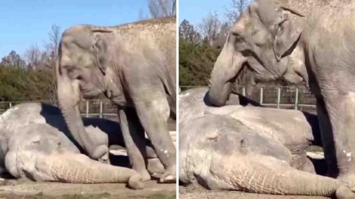 female-elephant-mourns-partner-touching-video 1 Heartbreaking Bond Between Elephants: Female Elephant Tries to Wake Her Dead Mate — Viral Video Moves the Internet