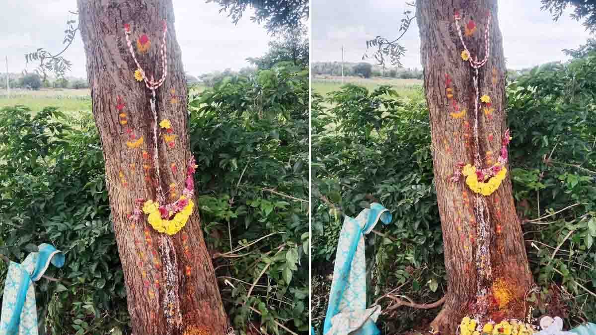 Miracle : ಪವಾಡವೋ? ಪ್ರಕೃತಿಯ ವಿಸ್ಮಯವೋ? ಬೇವಿನ ಮರದಲ್ಲಿ ಹಾಲು ಜಿನುಗು – ಹರಿದು ಬಂದ ಭಕ್ತರ...! 1 Miracle in Chikkaballapur – White Milk Oozing from Neem Tree near Kanagalamma Temple