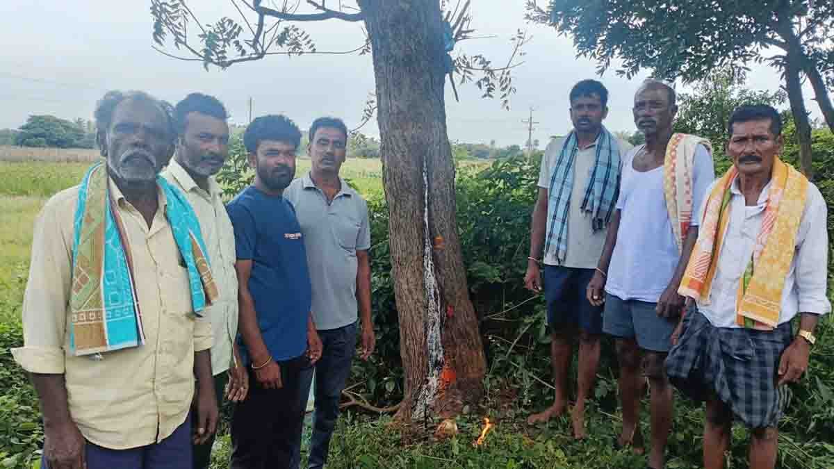 Miracle : ಪವಾಡವೋ? ಪ್ರಕೃತಿಯ ವಿಸ್ಮಯವೋ? ಬೇವಿನ ಮರದಲ್ಲಿ ಹಾಲು ಜಿನುಗು – ಹರಿದು ಬಂದ ಭಕ್ತರ...! 2 Miracle in Chikkaballapur – White Milk Oozing from Neem Tree near Kanagalamma Temple