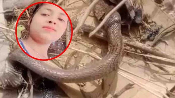 madhya-pradesh-snake-bite-tragedy 0 Snake Bite Tragedy in Madhya Pradesh – Severed Snake Head Bites Young Woman