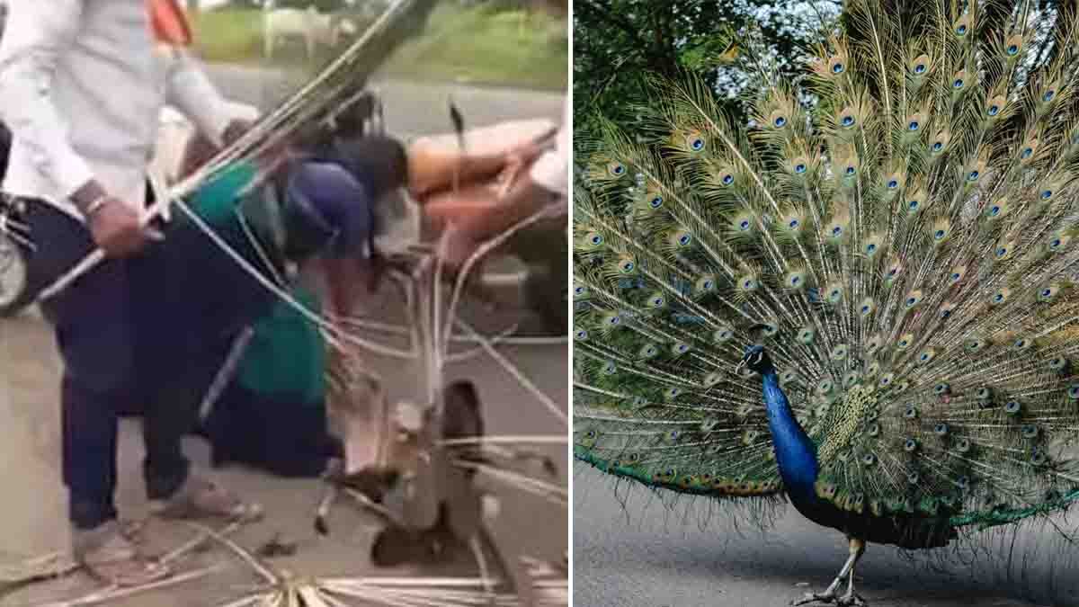 Viral Video : ರಸ್ತೆ ಅಪಘಾತದಲ್ಲಿ ಗಾಯಗೊಂಡ ನವಿಲು, ನವಿಲು ಗರಿಗಳಿಗಾಗಿ ಮುಗಿಬಿದ್ದ ಜನರ ಕ್ರೌರ್ಯದ ವಿಡಿಯೋ ವೈರಲ್..! 2 Injured national bird peacock lying on road after accident while locals cruelly pluck its feathers, viral video sparks outrage