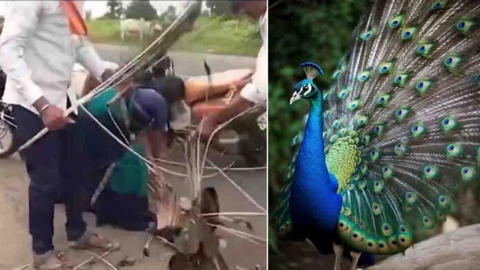 pluck feathers of injured peacock viral video 2 Injured national bird peacock lying on road after accident while locals cruelly pluck its feathers, viral video sparks outrage