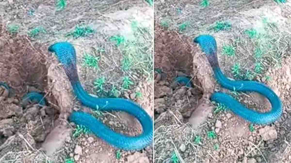 Farmer shocked after spotting a rare blue cobra in his field; viral video sparks debate about AI authenticity