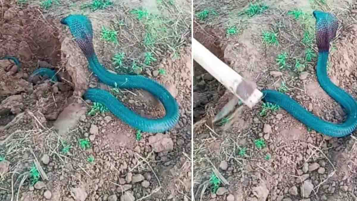 Farmer shocked after spotting a rare blue cobra in his field; viral video sparks debate about AI authenticity