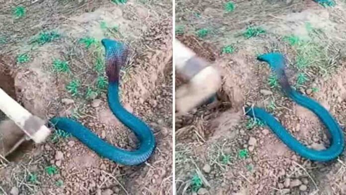 Farmer shocked after spotting a rare blue cobra in his field; viral video sparks debate about AI authenticity