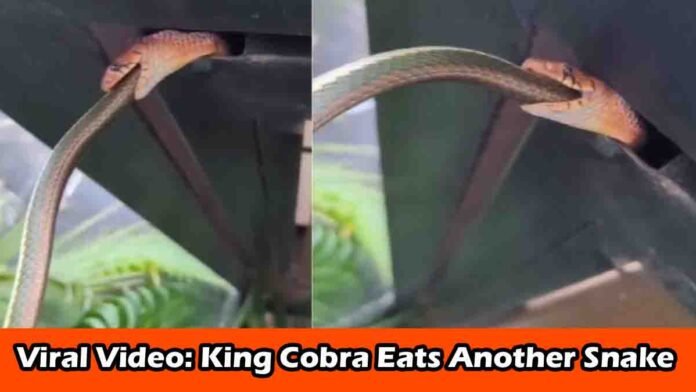 snake eat another snake 0 King Cobra partially swallowing another snake in a forest – rare viral wildlife video