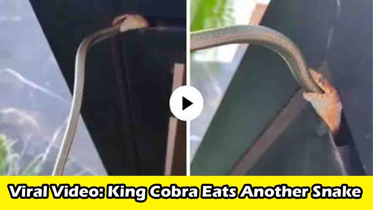 Snake : ಒಂದು ಹಾವು ಇನ್ನೊಂದು ಹಾವನ್ನೇ ನುಂಗುತ್ತಿರುವ ದೃಶ್ಯ ನೋಡಿ ನೆಟ್ಟಿಗರು ಶಾಕ್...! 1 King Cobra partially swallowing another snake in a forest – rare viral wildlife video