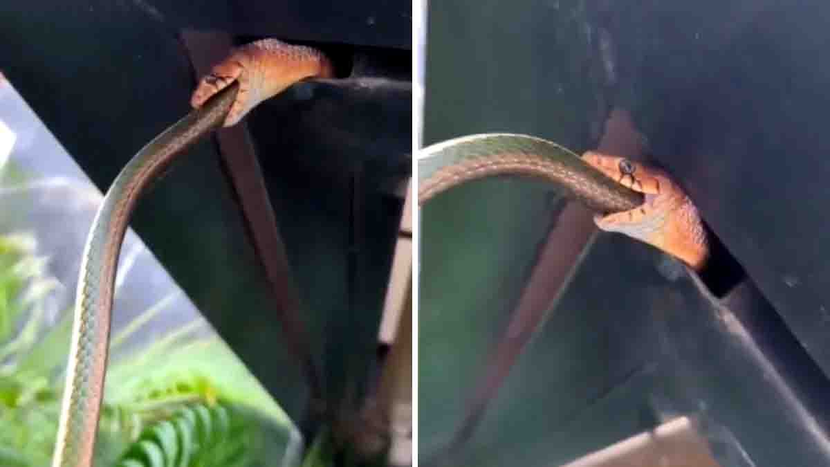 Snake : ಒಂದು ಹಾವು ಇನ್ನೊಂದು ಹಾವನ್ನೇ ನುಂಗುತ್ತಿರುವ ದೃಶ್ಯ ನೋಡಿ ನೆಟ್ಟಿಗರು ಶಾಕ್...! 2 King Cobra partially swallowing another snake in a forest – rare viral wildlife video