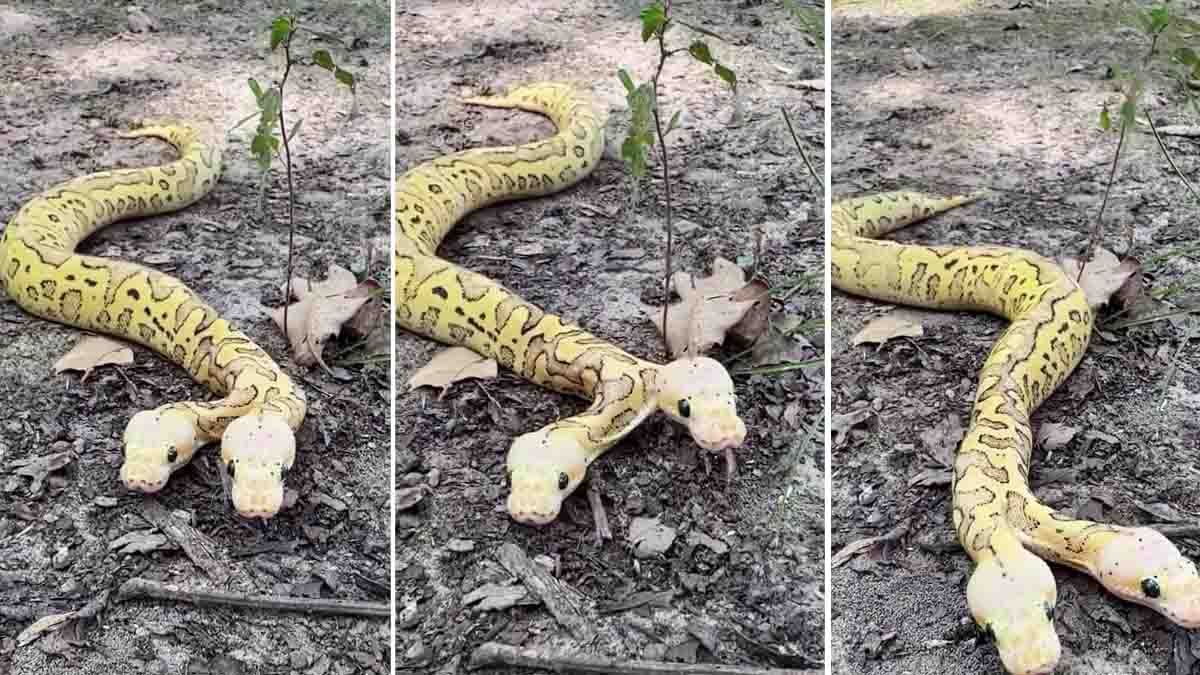 Two-headed python crawling in forest viral video, rare bicephaly snake shocking viewers