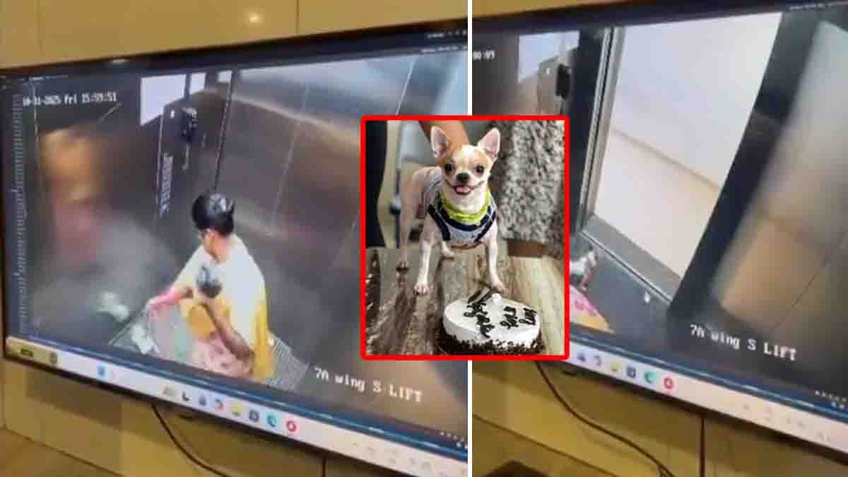 CCTV : ಕ್ಯಾಮೆರಾದಲ್ಲಿ ಸೆರೆ ಹಿಡಿದ ಕ್ರೌರ್ಯ: ಬೆಂಗಳೂರು ಅಪಾರ್ಟ್ಮೆಂಟ್ ಲಿಫ್ಟ್ ನಲ್ಲಿ ನಾಯಿಮರಿಯನ್ನು ನೆಲಕ್ಕೆ ಬಡಿದು ಕೊಂದ ಮನೆಗೆಲಸದವಳು..! 1 CCTV footage shows Bengaluru maid brutally killing a puppy inside apartment lift