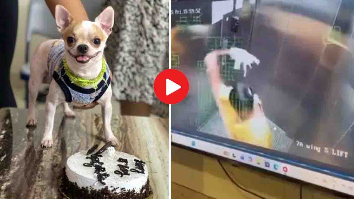 CCTV : ಕ್ಯಾಮೆರಾದಲ್ಲಿ ಸೆರೆ ಹಿಡಿದ ಕ್ರೌರ್ಯ: ಬೆಂಗಳೂರು ಅಪಾರ್ಟ್ಮೆಂಟ್ ಲಿಫ್ಟ್ ನಲ್ಲಿ ನಾಯಿಮರಿಯನ್ನು ನೆಲಕ್ಕೆ ಬಡಿದು ಕೊಂದ ಮನೆಗೆಲಸದವಳು..! 2 CCTV footage shows Bengaluru maid brutally killing a puppy inside apartment lift