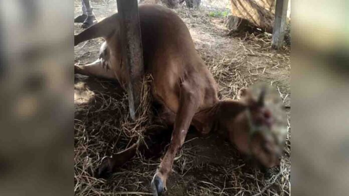 Cow Brutally Injured for Occult Ritual Near Uppalamma Temple in Telangana