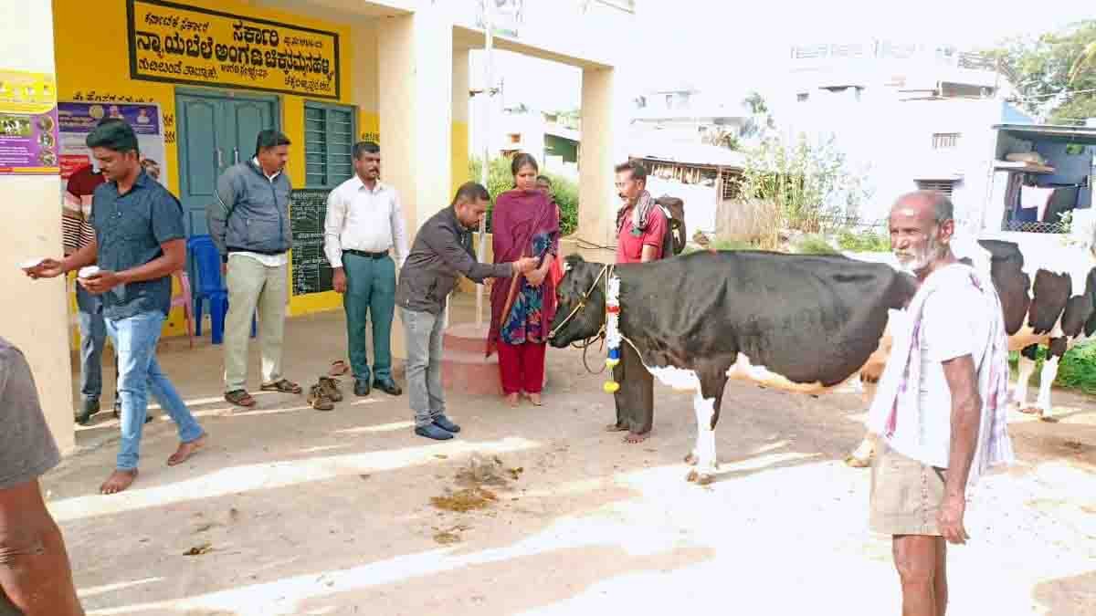Local News : ಜಾನುವಾರುಗಳಿಗೆ ಕಡ್ಡಾಯವಾಗಿ ಕಾಲುಬಾಯಿ ಲಸಿಕೆ ಹಾಕಿಸಿ : ಡಾ. ಸುಬ್ರಮಣಿ 1 Veterinary doctor administering Foot-and-Mouth Disease vaccine to cattle in Gudibande village under livestock health campaign - Local News