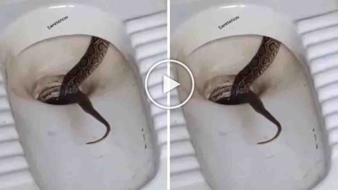 Russell’s Viper emerging from a toilet commode in a house bathroom, viral shocking video - Snake