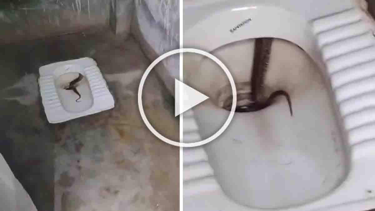 Russell’s Viper emerging from a toilet commode in a house bathroom, viral shocking video - Snake