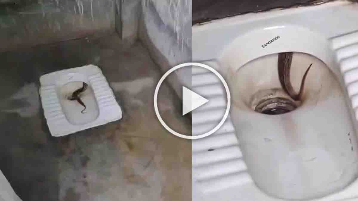Russell’s Viper emerging from a toilet commode in a house bathroom, viral shocking video - Snake