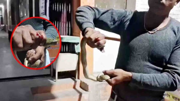 A brave man from Bijnor, Uttar Pradesh walking to a hospital while holding a live snake in his hand after being bitten, showing courage and presence of mind