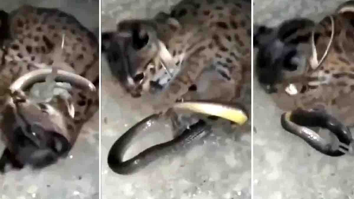 Video : "ಏಯ್... ನನ್ನ ಮೇಲೇ ಬರುತ್ತೀಯಾ?" - ಹಾವಿನೊಂದಿಗೆ ಬೆಕ್ಕಿನ ಫೈಟ್, ವಿಡಿಯೋ ಸಖತ್ ವೈರಲ್! 1 Brave cat fighting a venomous snake in a tense wildlife moment, viral social media video, natural outdoor setting