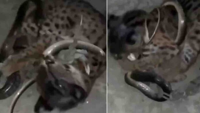Brave cat fighting a venomous snake in a tense wildlife moment, viral social media video, natural outdoor setting