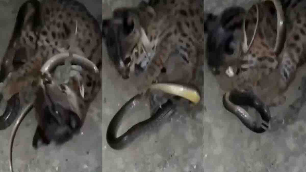 Video : "ಏಯ್... ನನ್ನ ಮೇಲೇ ಬರುತ್ತೀಯಾ?" - ಹಾವಿನೊಂದಿಗೆ ಬೆಕ್ಕಿನ ಫೈಟ್, ವಿಡಿಯೋ ಸಖತ್ ವೈರಲ್! 2 Brave cat fighting a venomous snake in a tense wildlife moment, viral social media video, natural outdoor setting