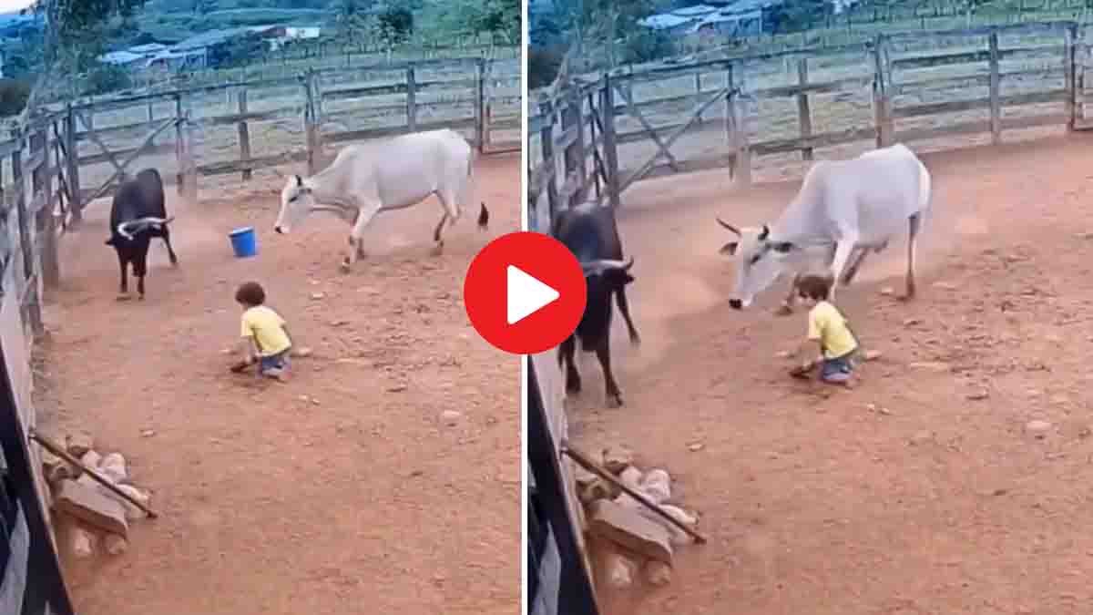 Viral Video : ಸೋಷಿಯಲ್ ಮೀಡಿಯಾದಲ್ಲಿ ವೈರಲ್ ಆದ ವಿಡಿಯೋ: ಕರುವಿನ ರಕ್ಷಣೆಗಾಗಿ ಎದುರಾದ ಎತ್ತು - ಇದು AI ವಿಡಿಯೋನಾ? ಇಲ್ಲವೇ? 2 AI-generated viral video of cow saving child from bull attack fact check explanation
