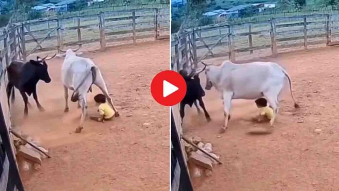 AI-generated viral video of cow saving child from bull attack fact check explanation