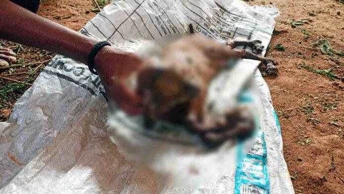 Goat gives birth to abnormal pig-like kid in Gudibande village as villagers gather in shock. - Viral