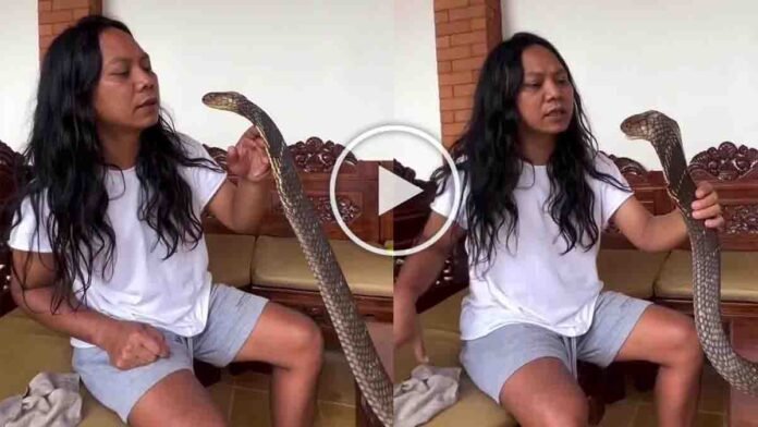 Man attempting to kiss a dangerous King Cobra as the snake raises its hood; viral wildlife video moment captured in ultra-realistic detail